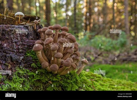 Dark honey fungus, Honey mushroom (Armillaria ostoyae, Armillariella polymyces, Armillaria ...