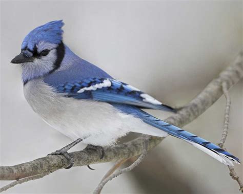 Blue Jay | Blue jay, Blue jay bird, Backyard birds