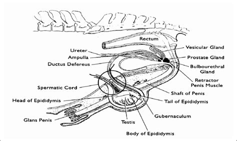 a. Sagittal view of the stallion reproductive tract anatomy. | Download Scientific Diagram