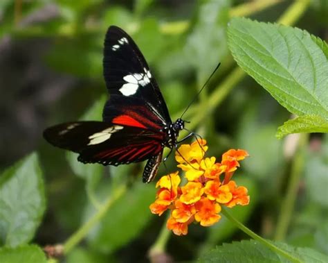 Heliconius doris - Facts, Diet, Habitat & Pictures on Animalia.bio