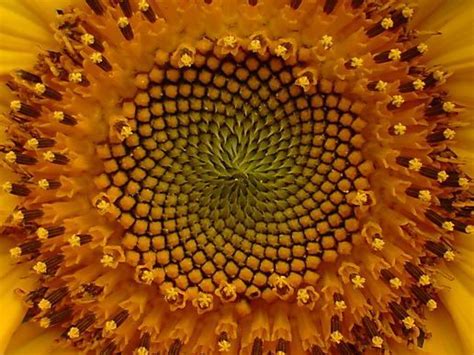 The Sunflower is a perfect example of the Fibonacci Sequence and the corresponding "Golden Ra ...