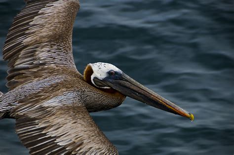 A Pelican Fly-By