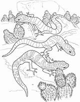 Reptile Coloring Pages Printable sketch template
