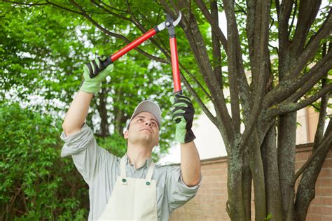 Is It Okay to Prune Trees in the Spring? - Nelson Tree Specialist