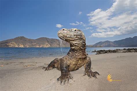 Komodo Dragon Tours - Popular Komodo Tour Packages