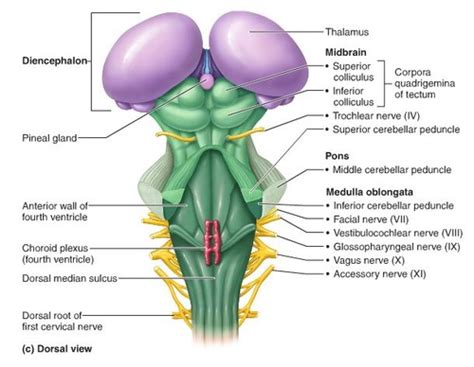 cerebral peduncle Flashcards | Quizlet