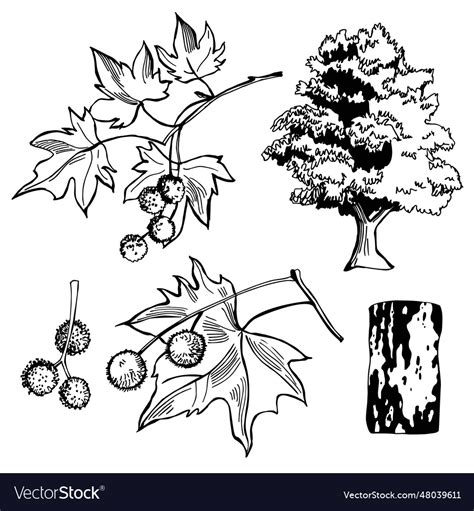 Sycamore tree sketch Royalty Free Vector Image