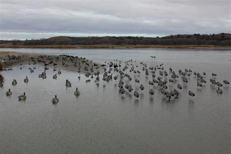 Decoy Spread Photos: Canada Goose Windsocks – White Rock Decoys