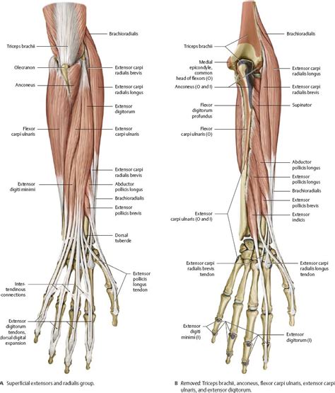 Elbow Muscles Diagram