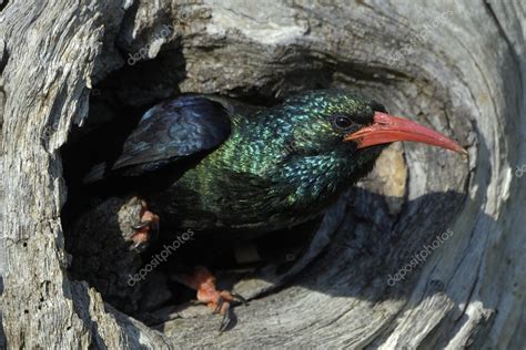 Green wood-hoopoe emerging from nest — Stock Photo © willem #4092508