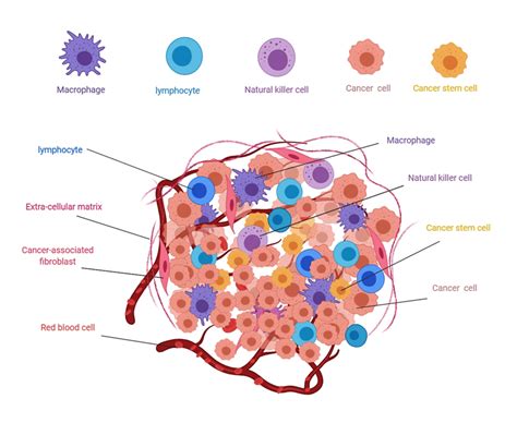 Schematic illustration of tumor microenvironment showing different cell ...