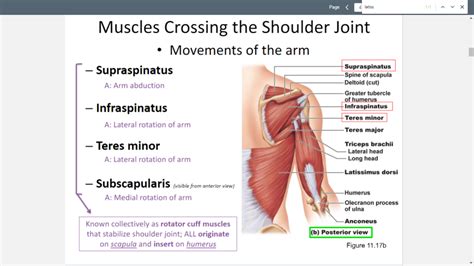 Muscles connecting the shoulder girdle and the arm Diagram | Quizlet