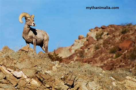 Death Valley Wildlife. Death Valley wildlife, a seemingly… | by ...