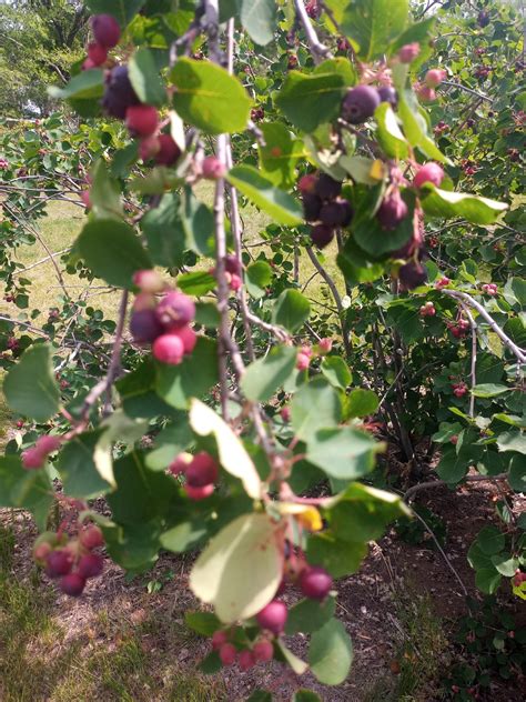 Saskatoon Berry Picking - Family Fun and Tradition | Family Fun Saskatoon