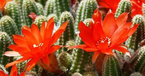 Flowering Cactus: How To Make Cactus Bloom [All Year Round]