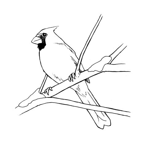 Coloring Pages Red Bird Inspirationa northern Cardinal Red Bird Coloring Page Pages 0 | Bird ...