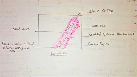 Epiglottis Histology Drawing in 2 minutes| How to draw epiglottis histo ...