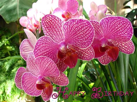 Happy birthday orchids Photograph by Beth Tidd