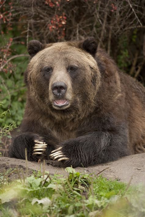 Grizzly Bear | Grizzly Bear Detroit zoo | Scott Calleja | Flickr