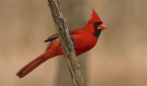 What is the State Bird of Indiana and Their Facts