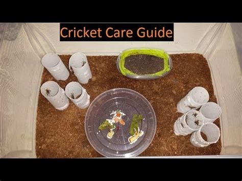 Feeder Cricket care guide and tips- EASY - YouTube