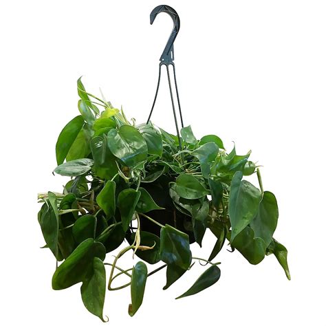 Foliera 8-inch Green Philodendron Tropical Plant in Hanging Basket ...