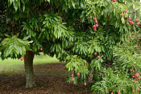 Lychee Tree with Fruit Photograph by Bradford Martin - Fine Art America