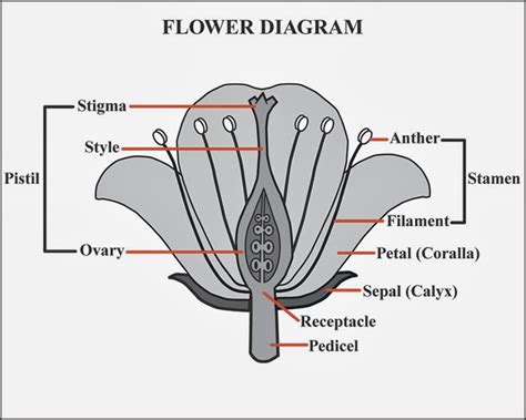 Flower Diagram Labeled Parts