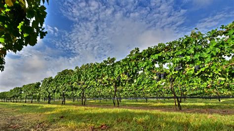 The Best of Texas Hill Country Wineries.