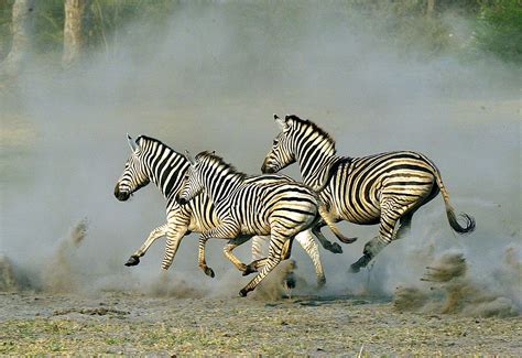 The Zebra | Lovely Animal All Interesting Facts | Animals Lover