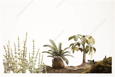 Triassic plants, illustration - Stock Image - C036/8594 - Science Photo ...