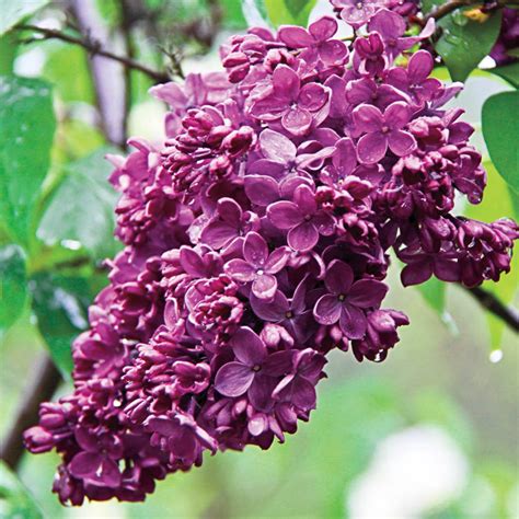 Congo French Lilac: Flowering Shrubs from Gurney's