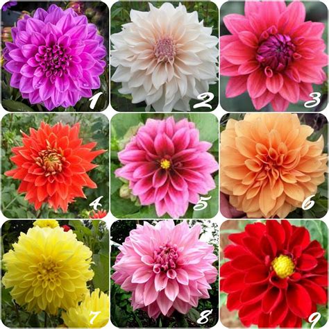 Jual Bibit Bunga dahlia murah (min pembelian 2 pcs ) | Shopee Indonesia