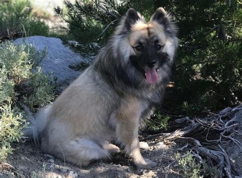 The Keeshond: Meet The Ancient Dutch Barge Dog of Your Dreams - K9 Web