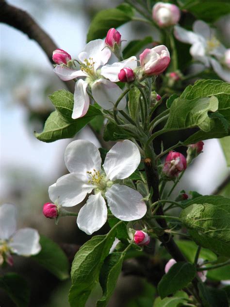 Malus domestica (Apple, Apples) | North Carolina Extension Gardener ...