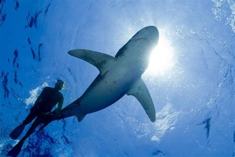 Dangers of Scuba Diving With Sharks