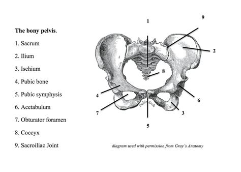 Anatomy of the Bony Pelvis - The Connected Yoga Teacher