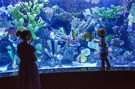 Georgia Aquarium in Atlanta - One of the World’s Largest Aquariums – Go Guides