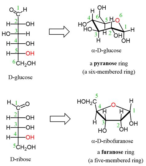 What Is The Chemical Makeup Of Carbohydrates | Makeupview.co