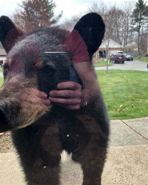 Bear visits the same neighbourhood every year and uses locals ...