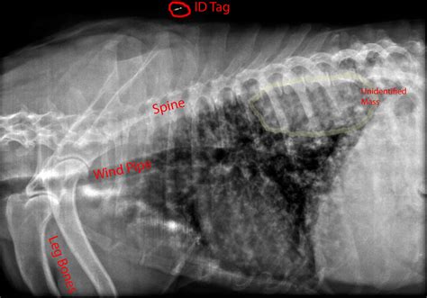 Farley's X-ray | Unfortunately we got some bad news today, F… | Flickr