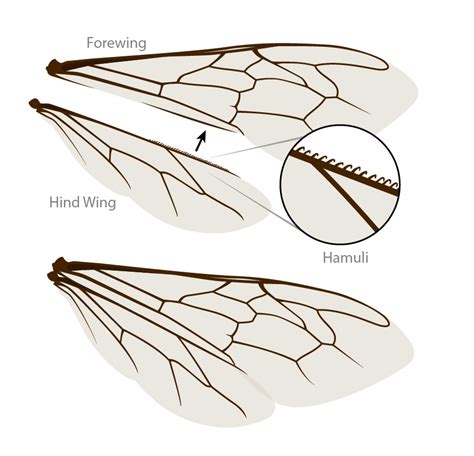 Bee Flight | Ask A Biologist