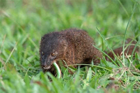 Premium Photo | Mongoose urva javanica eating a snake as their prey