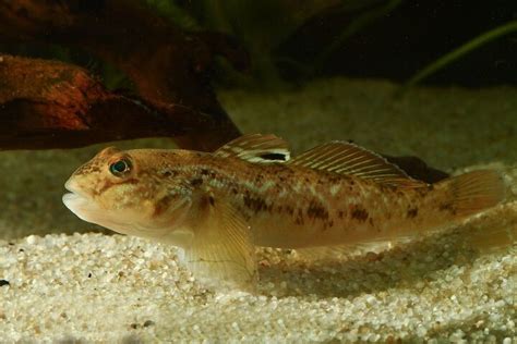 Freshwater Gobies | PetGuide