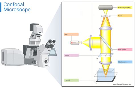 Confocal Microscopy - Its Components, Principle, and Applications