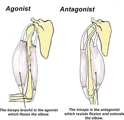 Muscle Roles: Synergist, Agonist, Antagonist, Stabilizer & Fixator