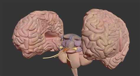 3d model human brain