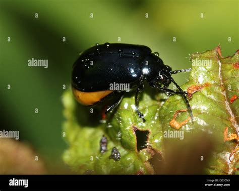 Pregnant female Blue Mint Beetle (Chrysolina coerulans Stock Photo - Alamy