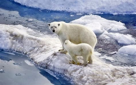 Polar Bear Family Baby Snow Ice Ocean Wallpaper Widescreen Hd : Wallpapers13.com