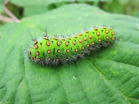 Emperor Moth Caterpillar (Explored) | Moth caterpillar, Caterpillar, Emperor moth